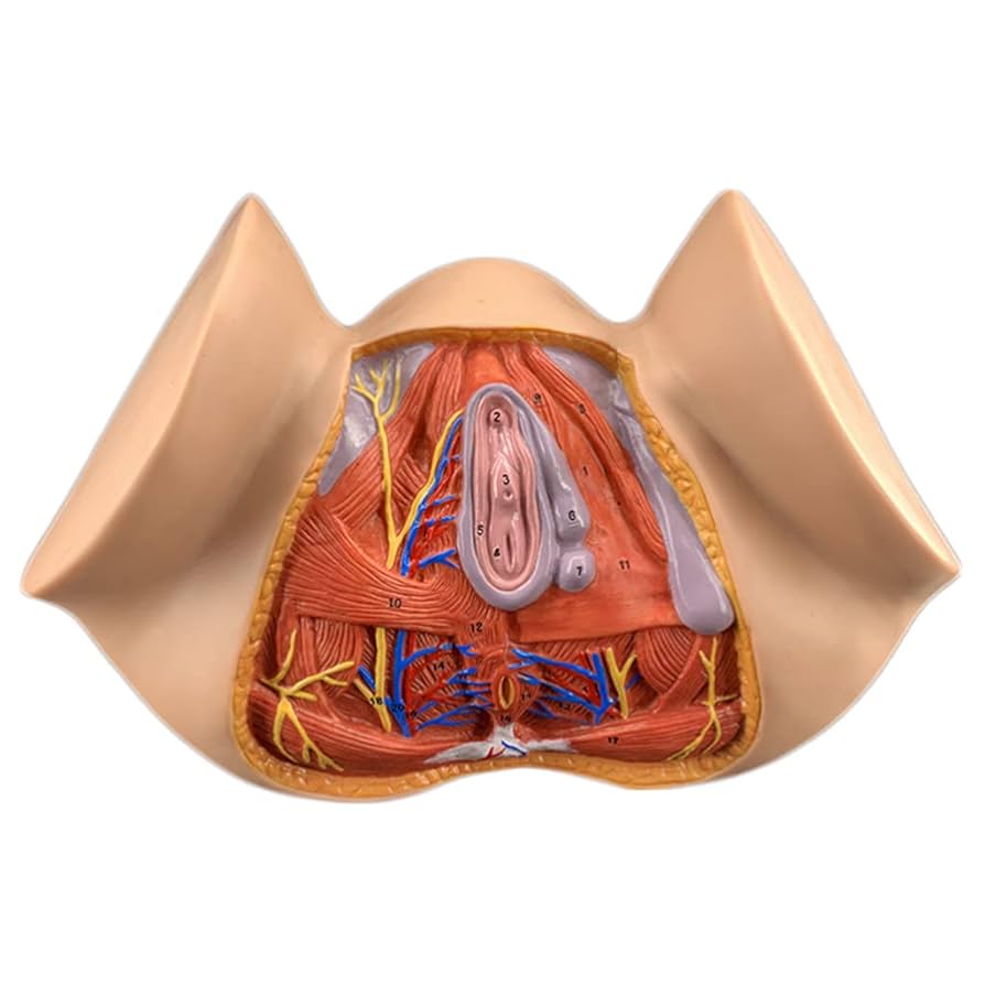 Amazon.com: BREEWO Colorful Teaching Model,Female Perineum